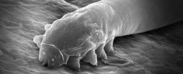 Demodex Mite in microscopic closeup