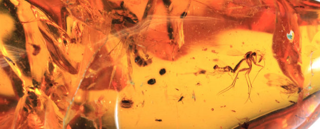 Insects preserved in orange-coloured amber.