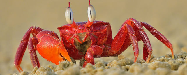 close-up of a red crab on the sand