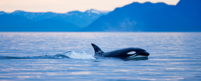 A lone orca swimming in a sunset-lit cove.