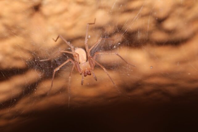 Pale reddish brown spider sitting on web within cave with no eyes