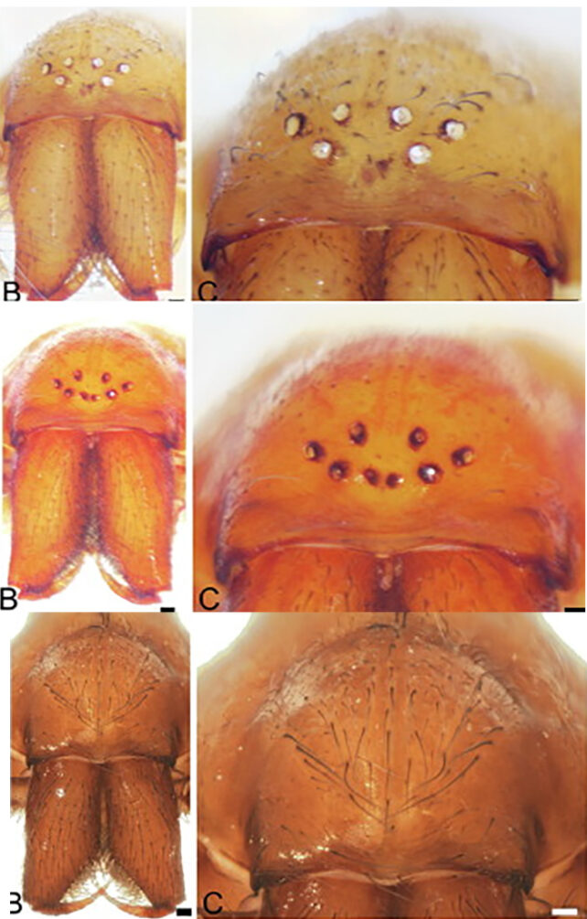 Close up view of three new spider species face showing small or missing eyes