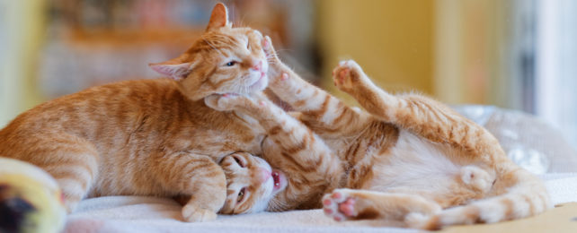 Two orange tabby cats playing with each other.