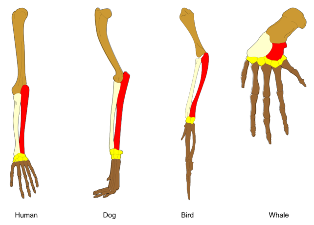 Comparison of the bone structure of the forelimb of humans, dogs, birds, and whales